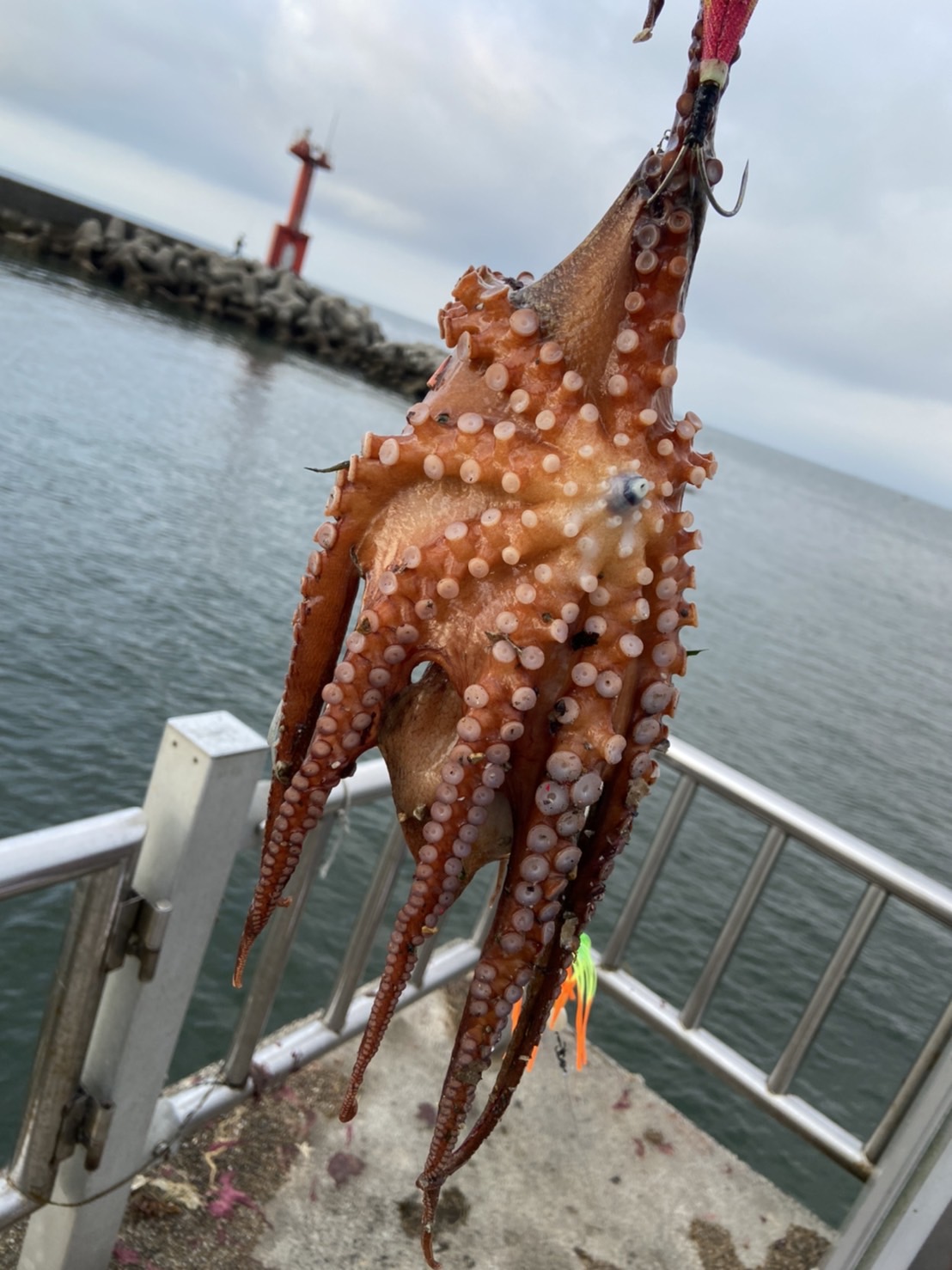 白子 海岸 釣り