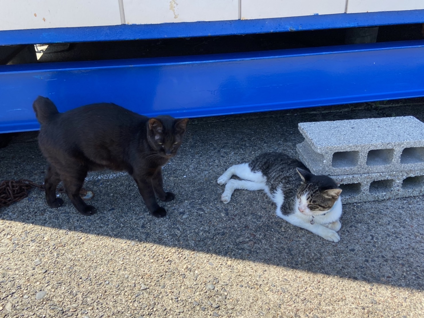 港内にはたくさんのネコが寝そべっていて中には鈴を付けたネコもいました。