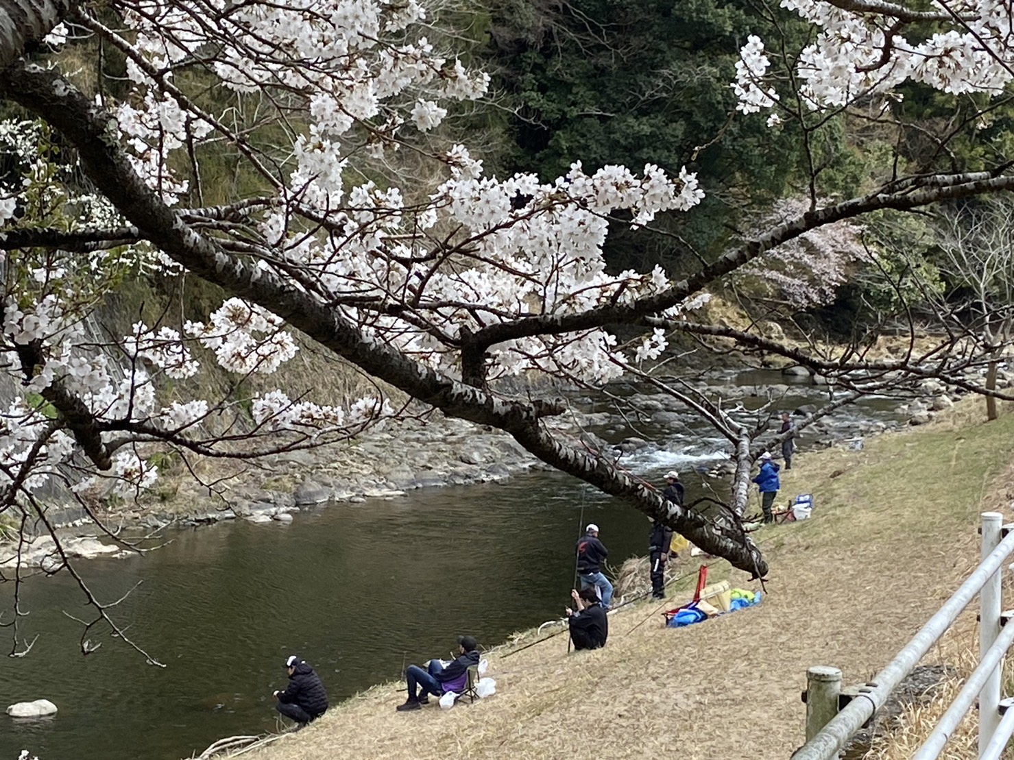 満開の桜の下ではすでに大勢の釣り人が竿を出していました。