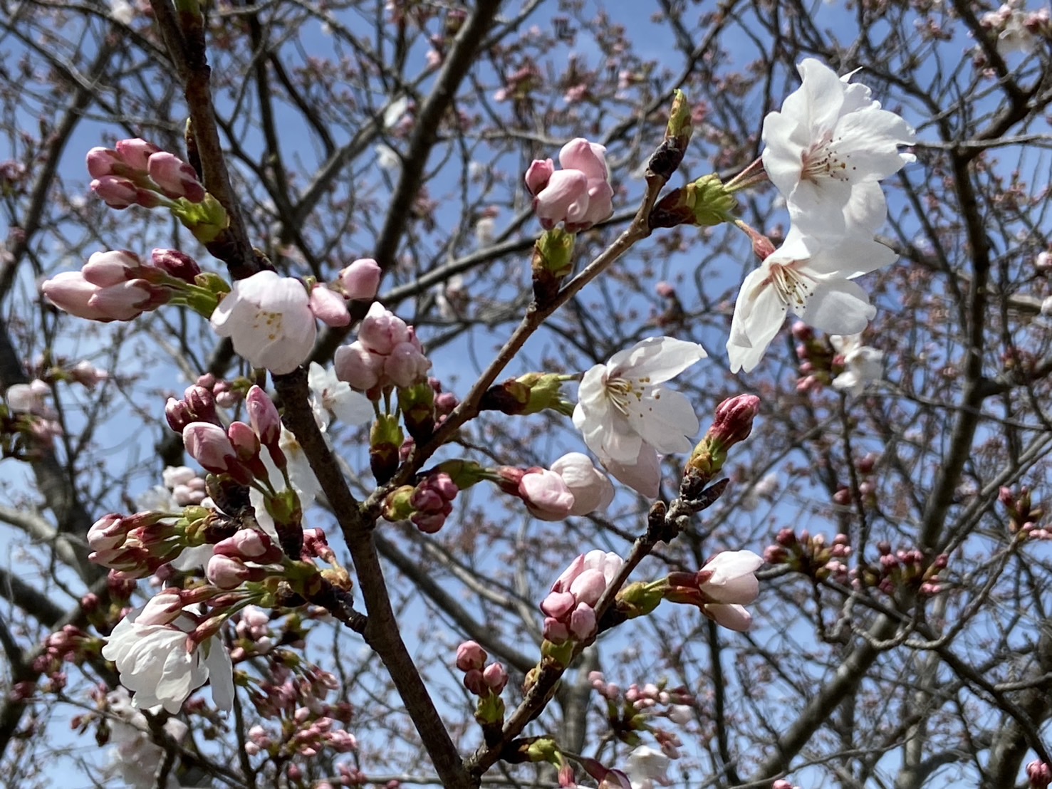 桜開花しましたー！