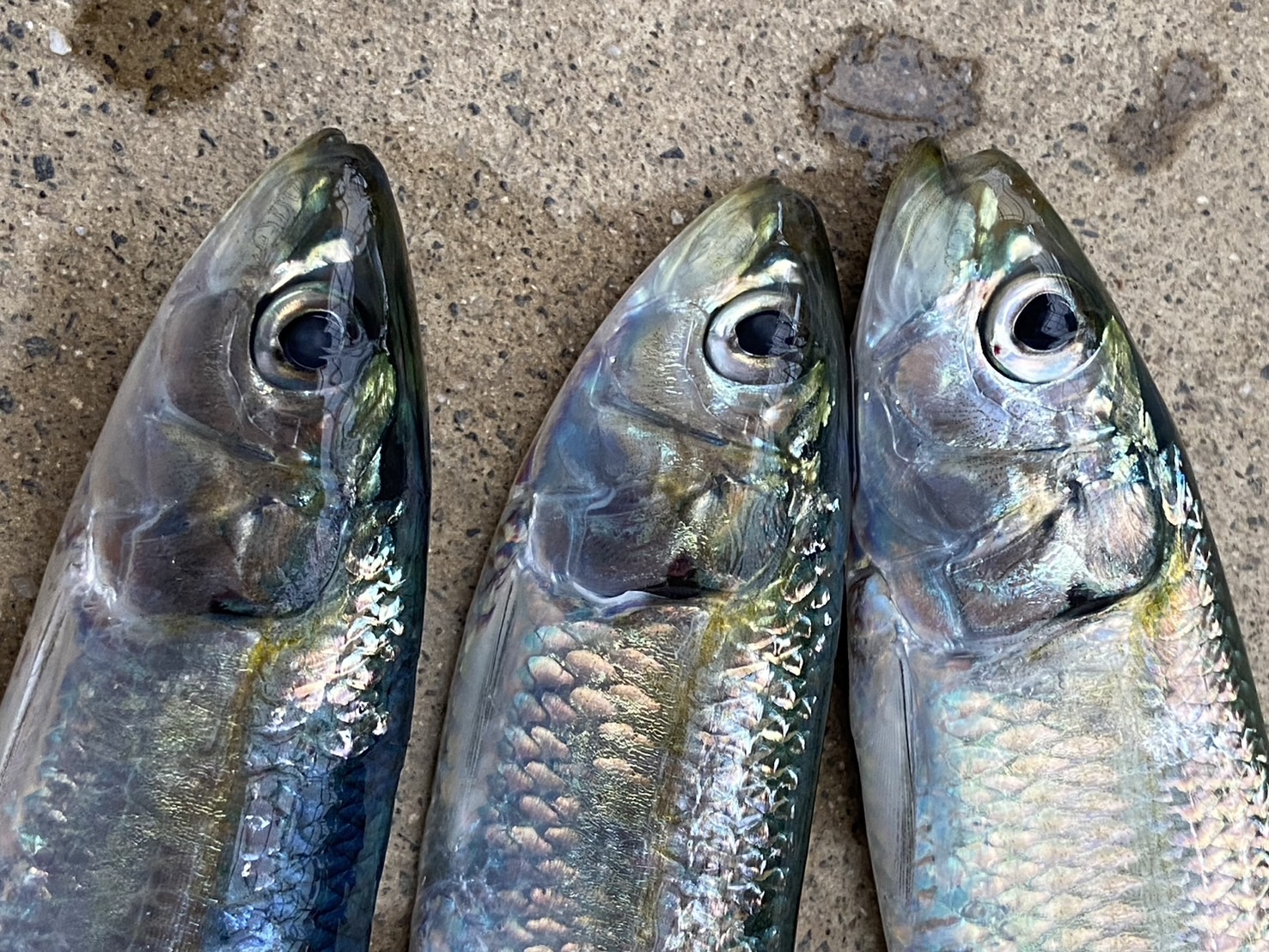 三重県志摩市の漁港でサビキ釣りでカタボシイワシ大漁🎣