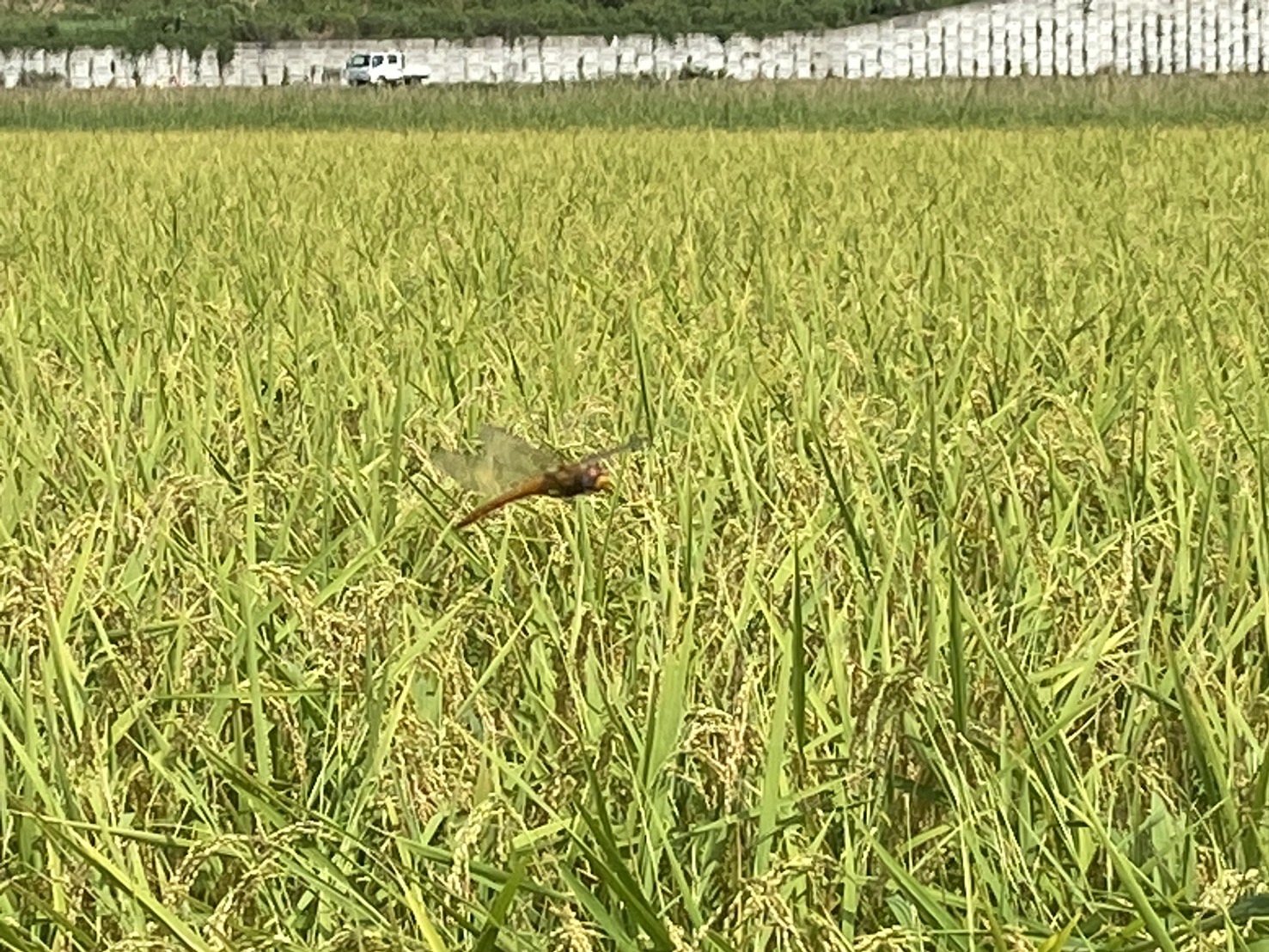 稲刈りが始まりました。