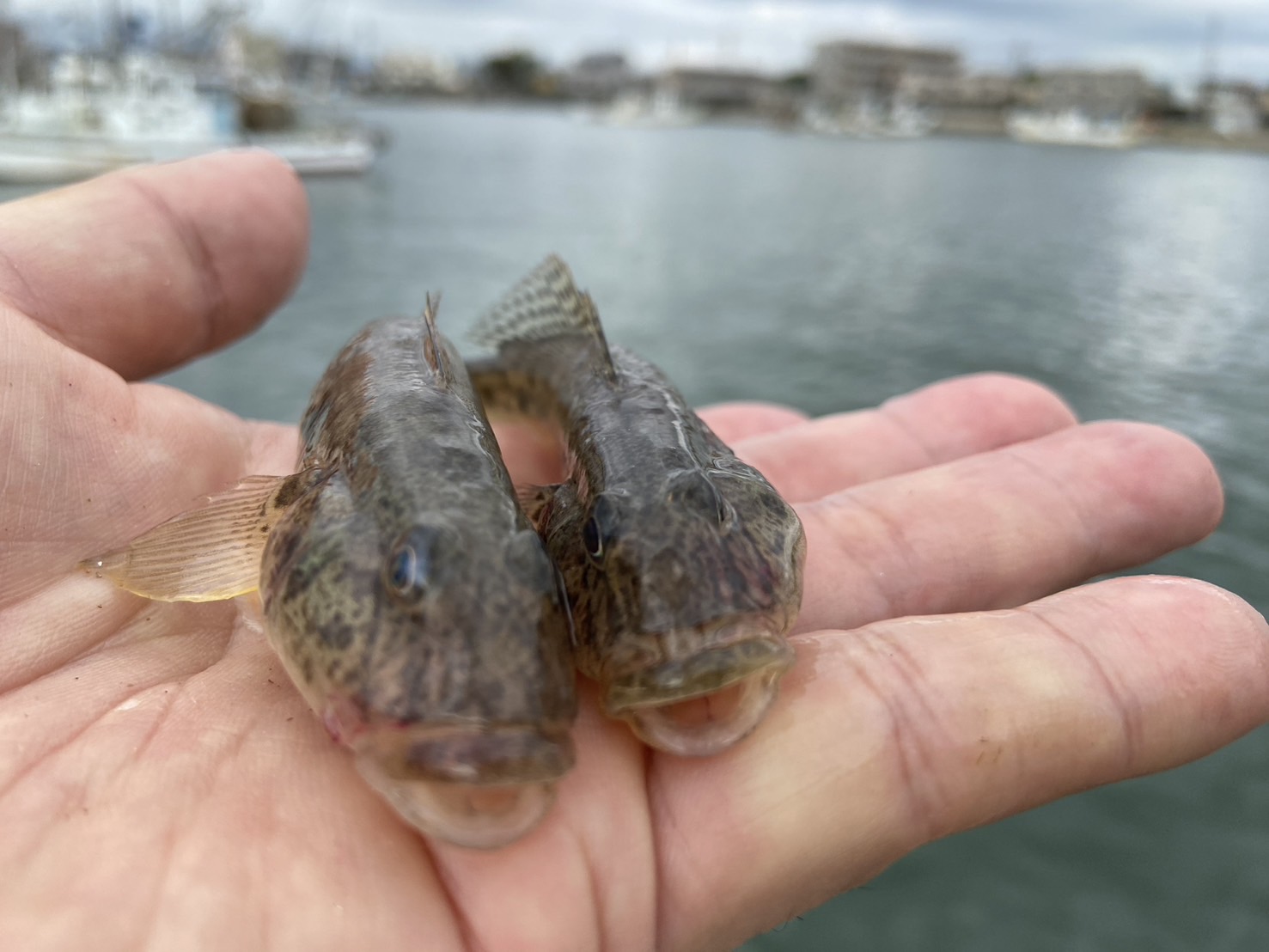 三重県鈴鹿市の堀切川河口でハゼ楽釣🎣