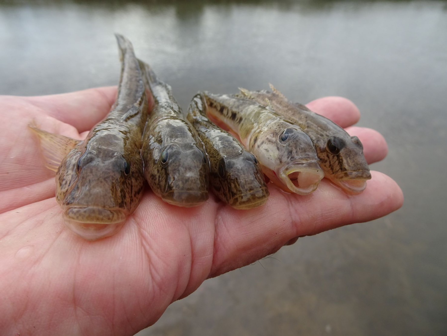 三重県津市を流れる河川でハゼ釣り