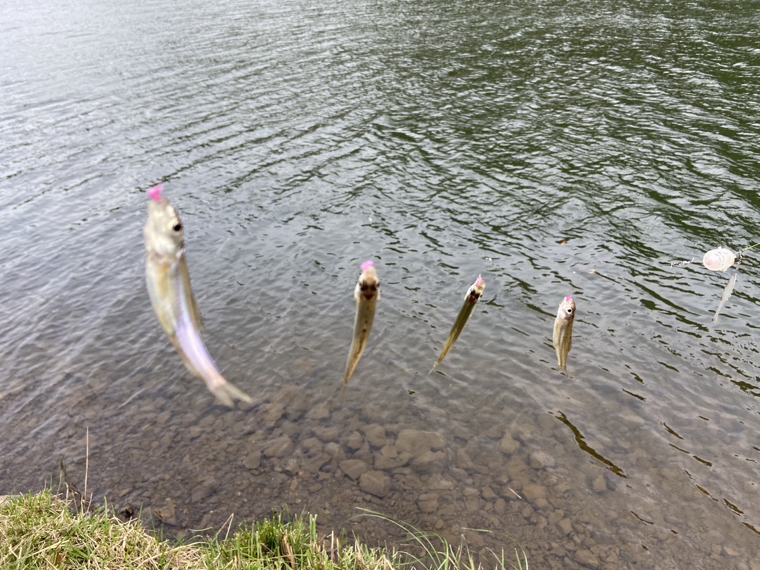 ワカサギ釣りが解禁しました。