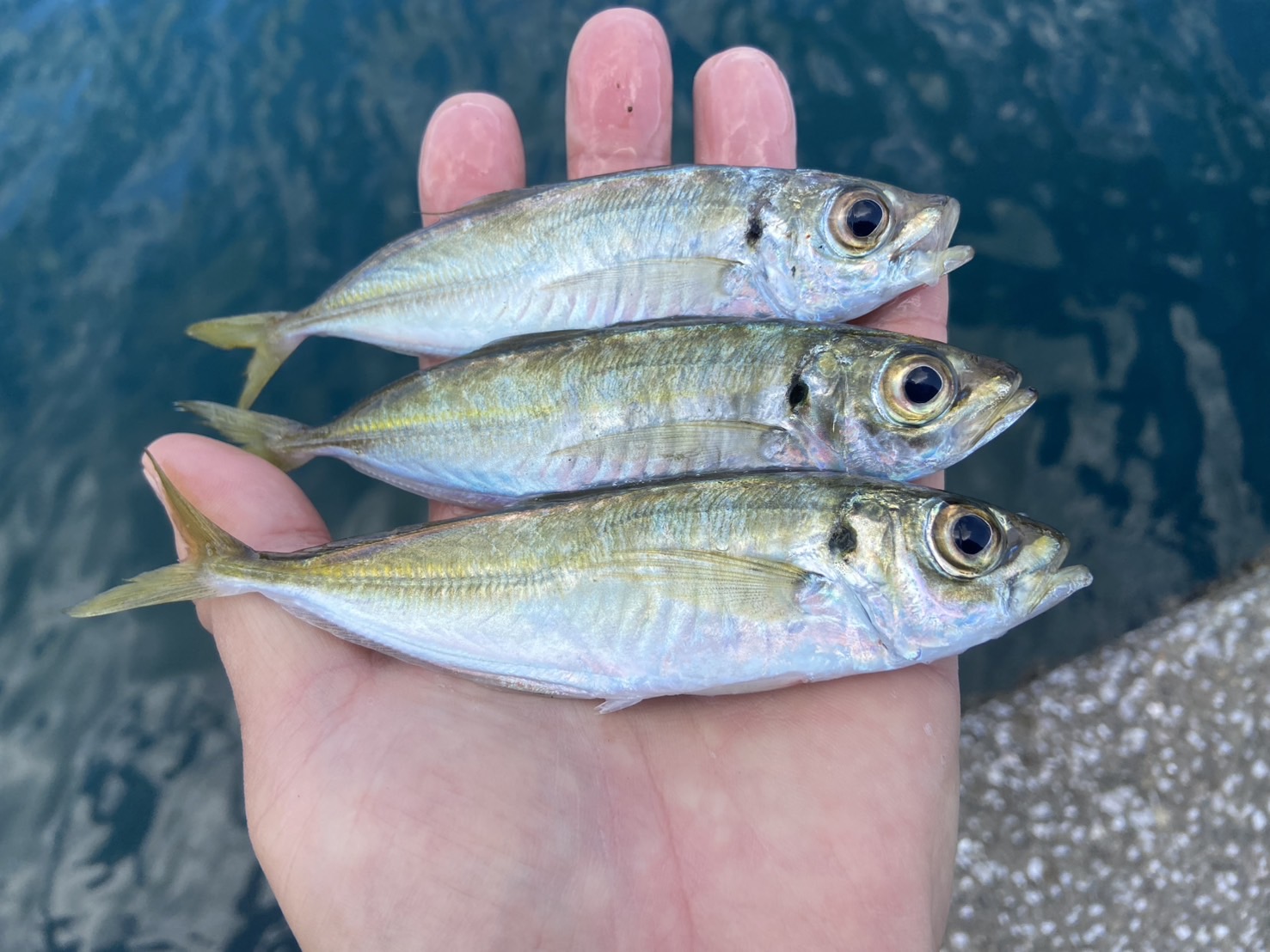 三重県南伊勢町奈屋浦でサビキ釣り