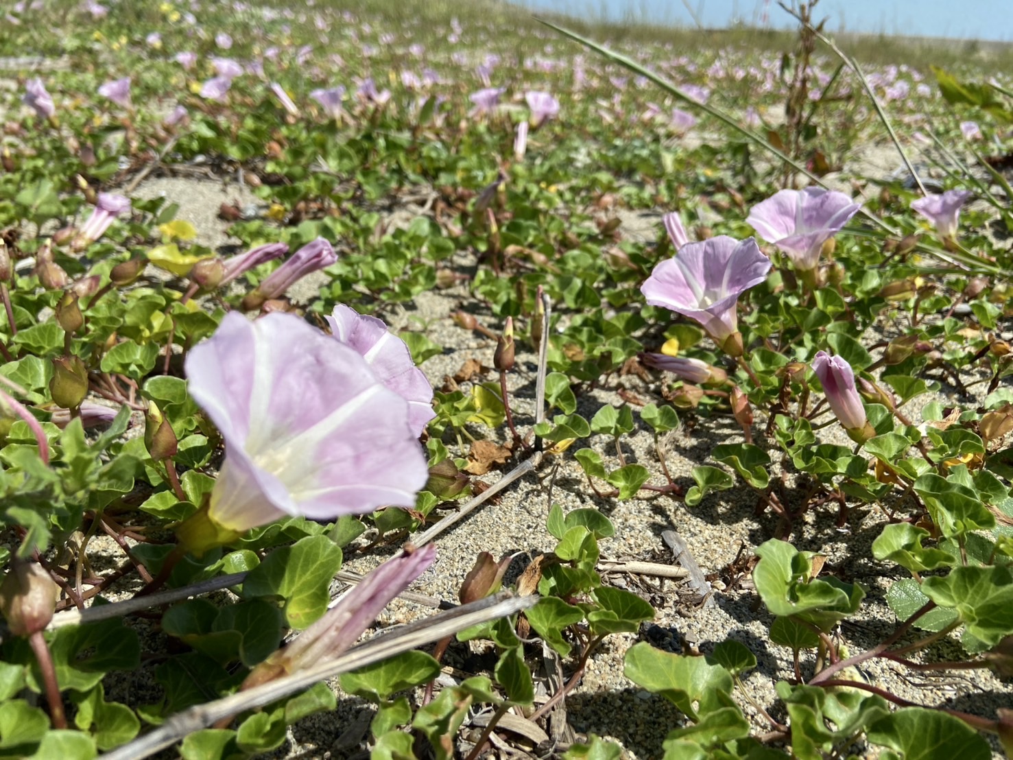 竹林へ…田へ…海へ…！