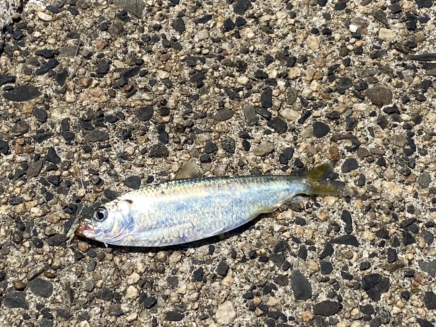 三重県鈴鹿市の白子漁港でサビキ釣り！