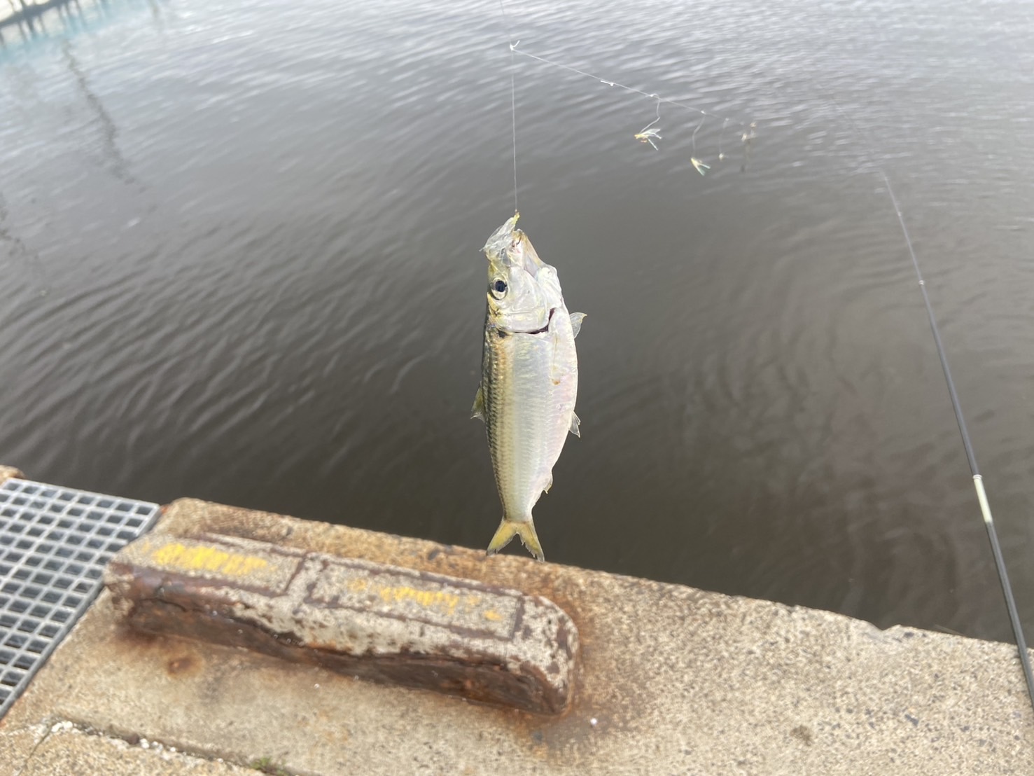 昨日に続いて三重県鈴鹿市の白子漁港でサビキ釣り！！