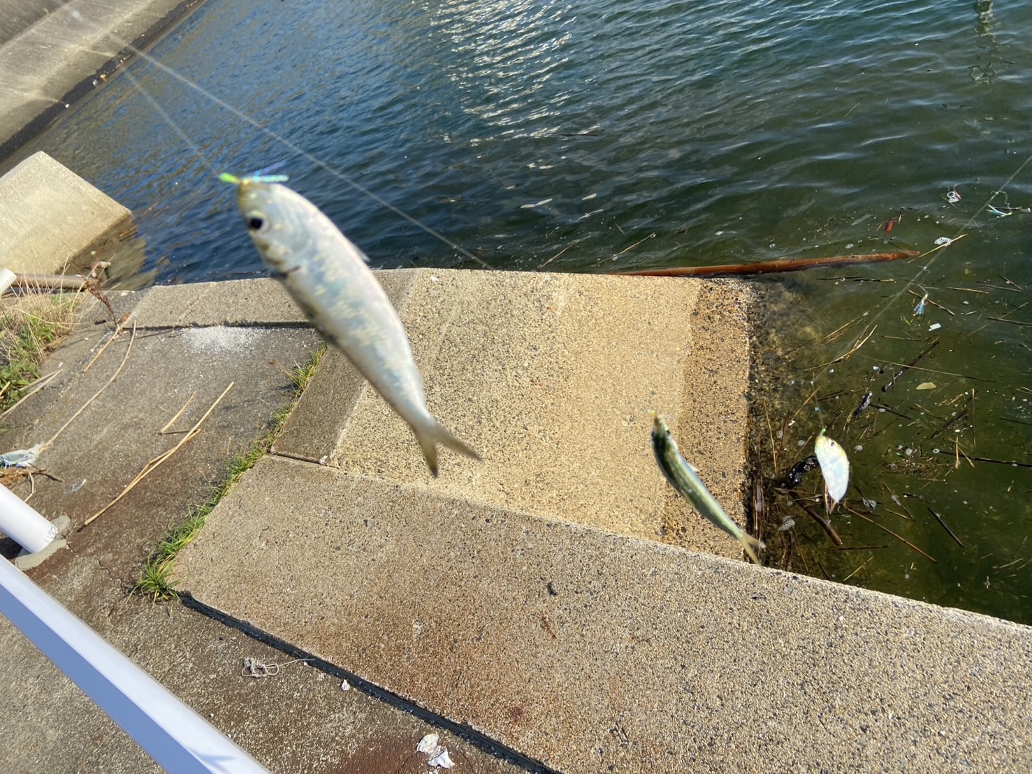 三重県鈴鹿市の鈴鹿漁港でサビキ釣り！