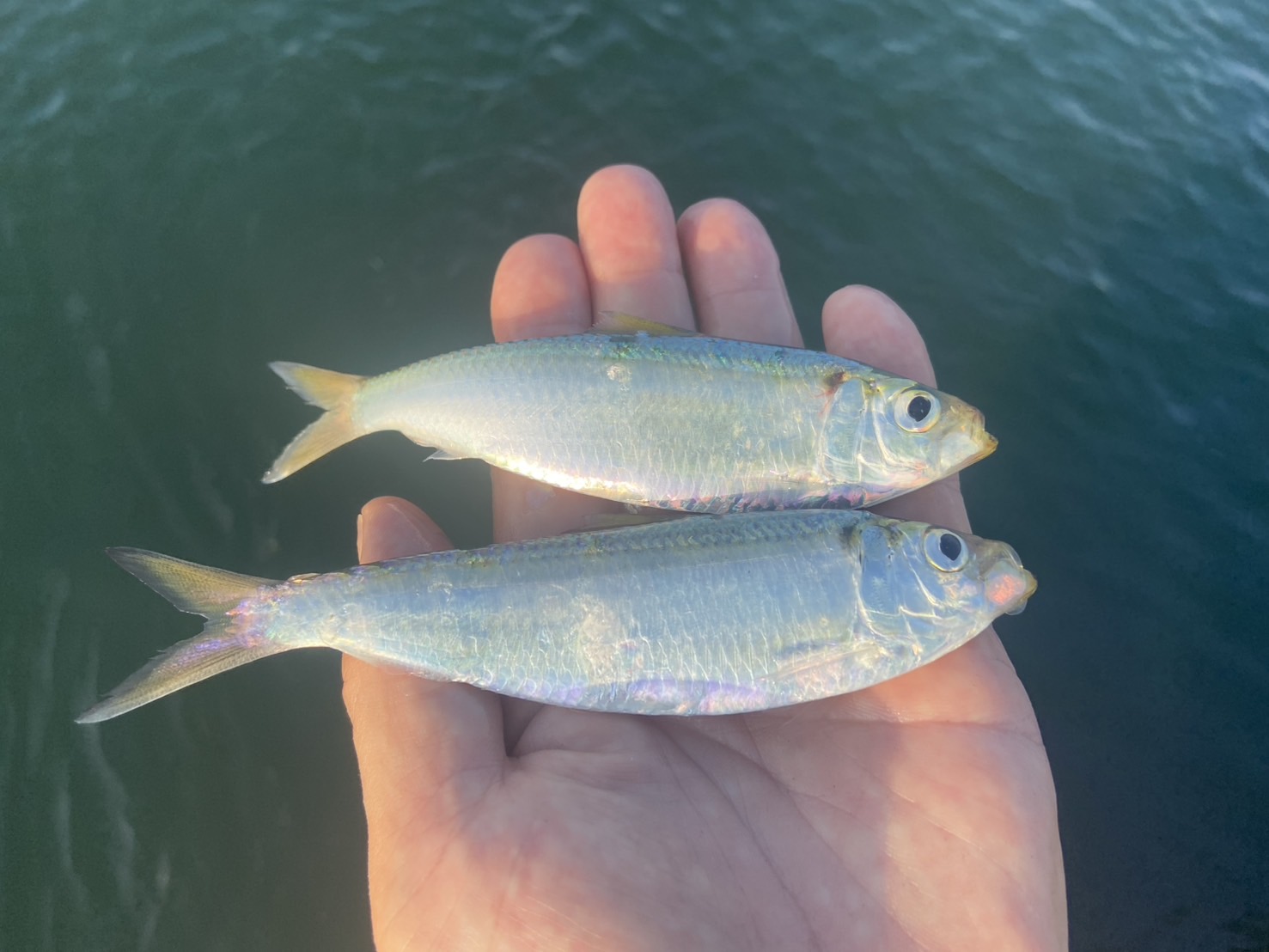 三重県鈴鹿市の白子港釣り桟橋でサビキ釣り！