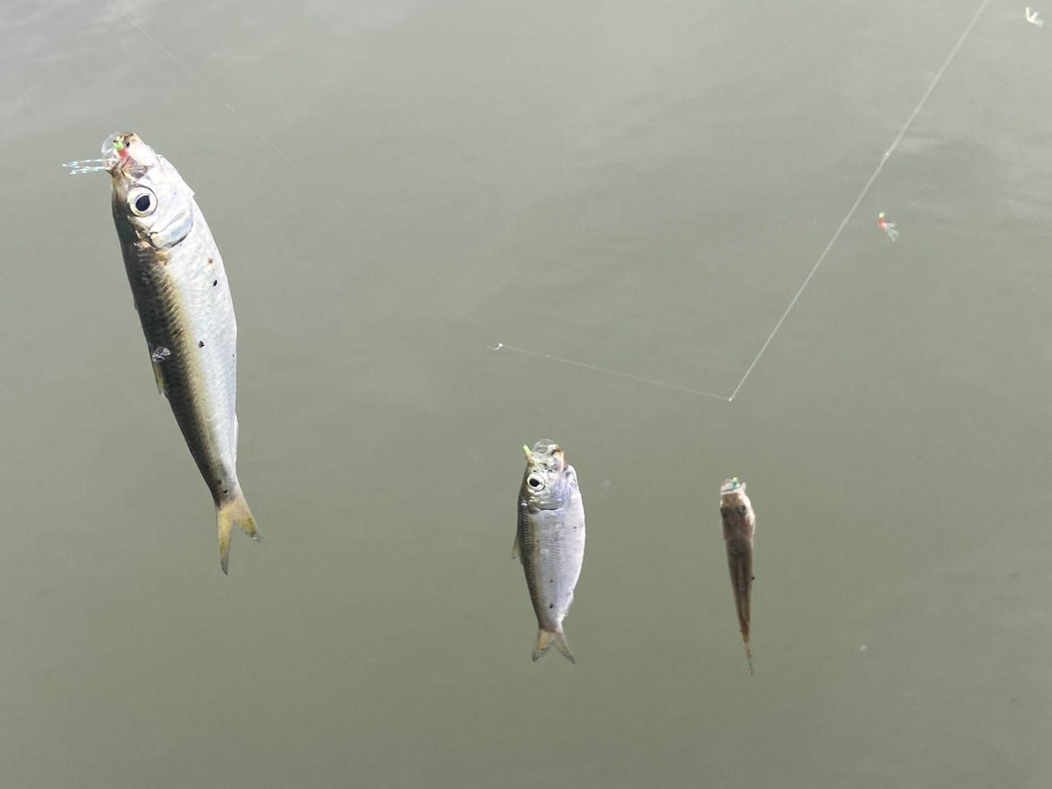 三重県,四日市市,サビキ釣り