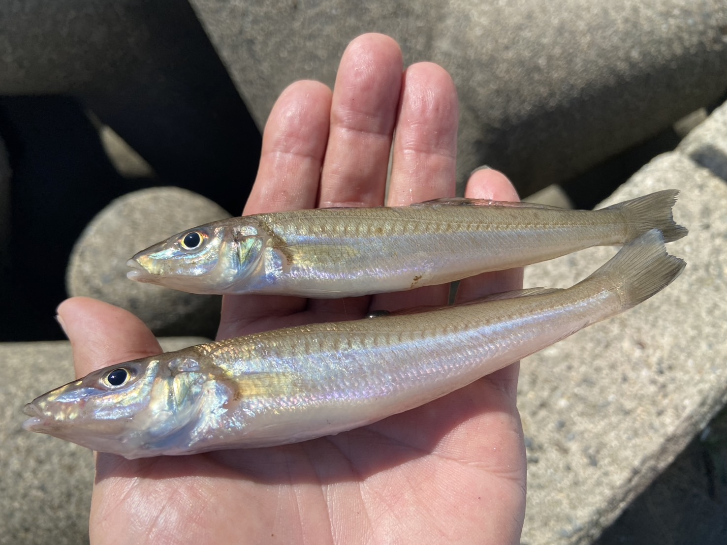 三重県,津市,投げ釣り
