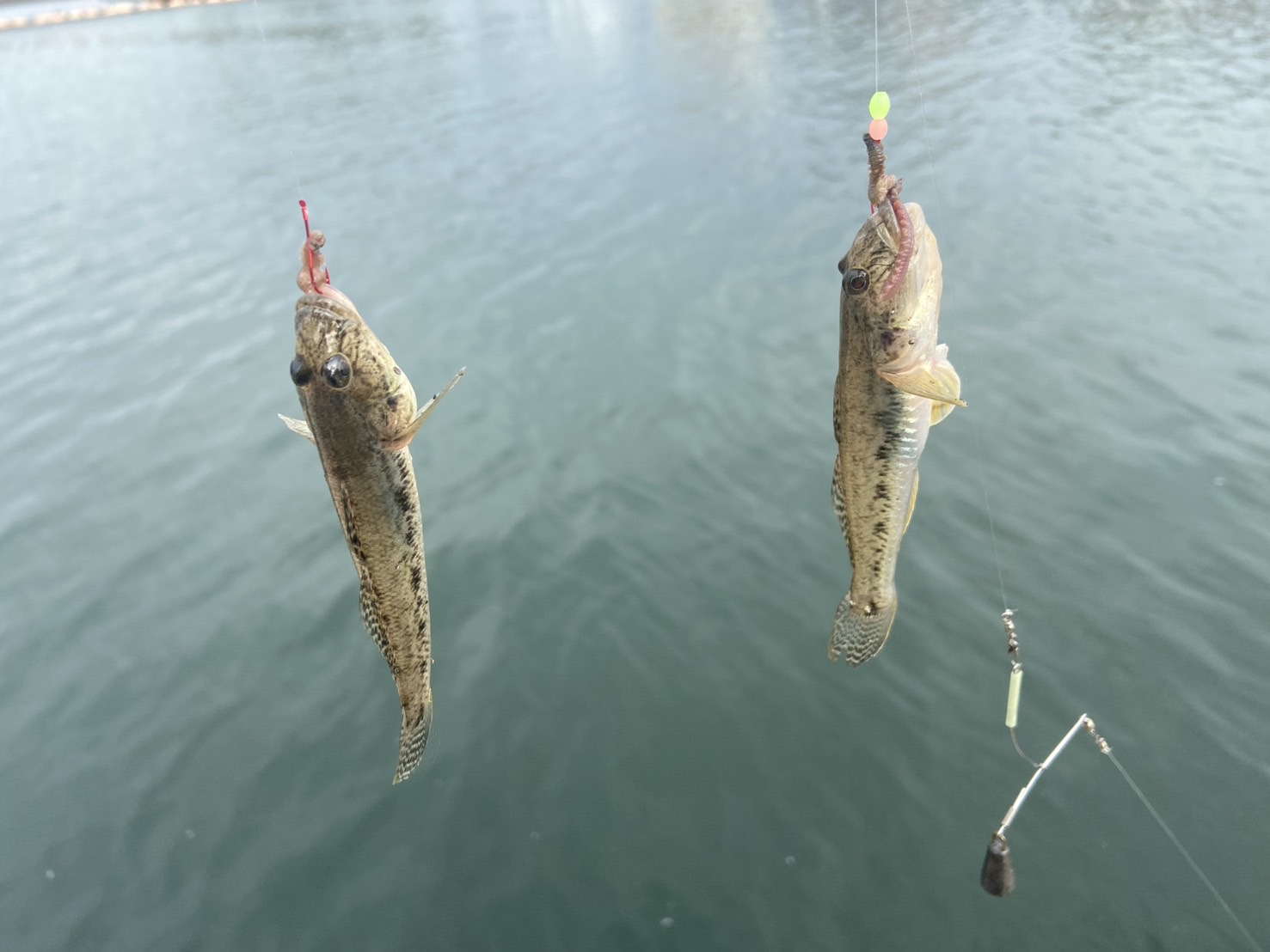 三重県,鈴鹿市,千代崎港,ハゼ釣り