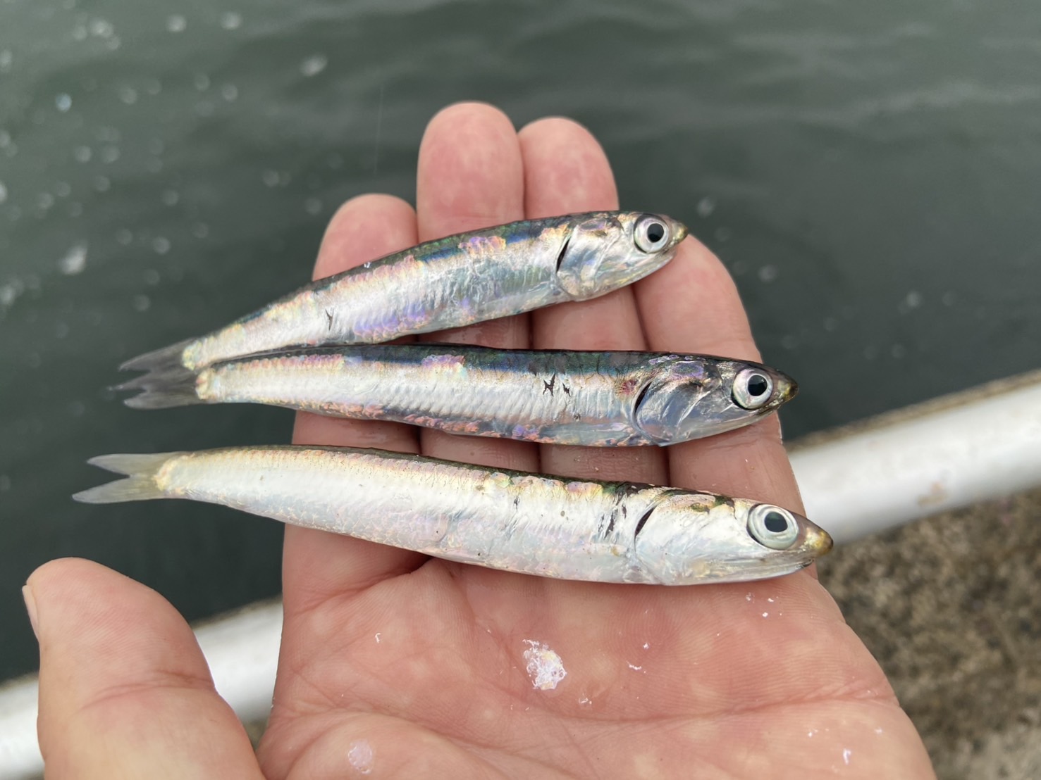 三重県,四日市市,サビキ釣り