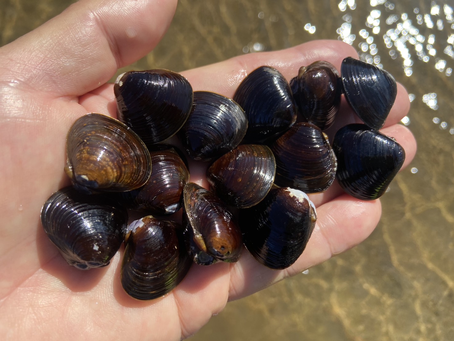 三重県,津市,シジミ,潮干狩り