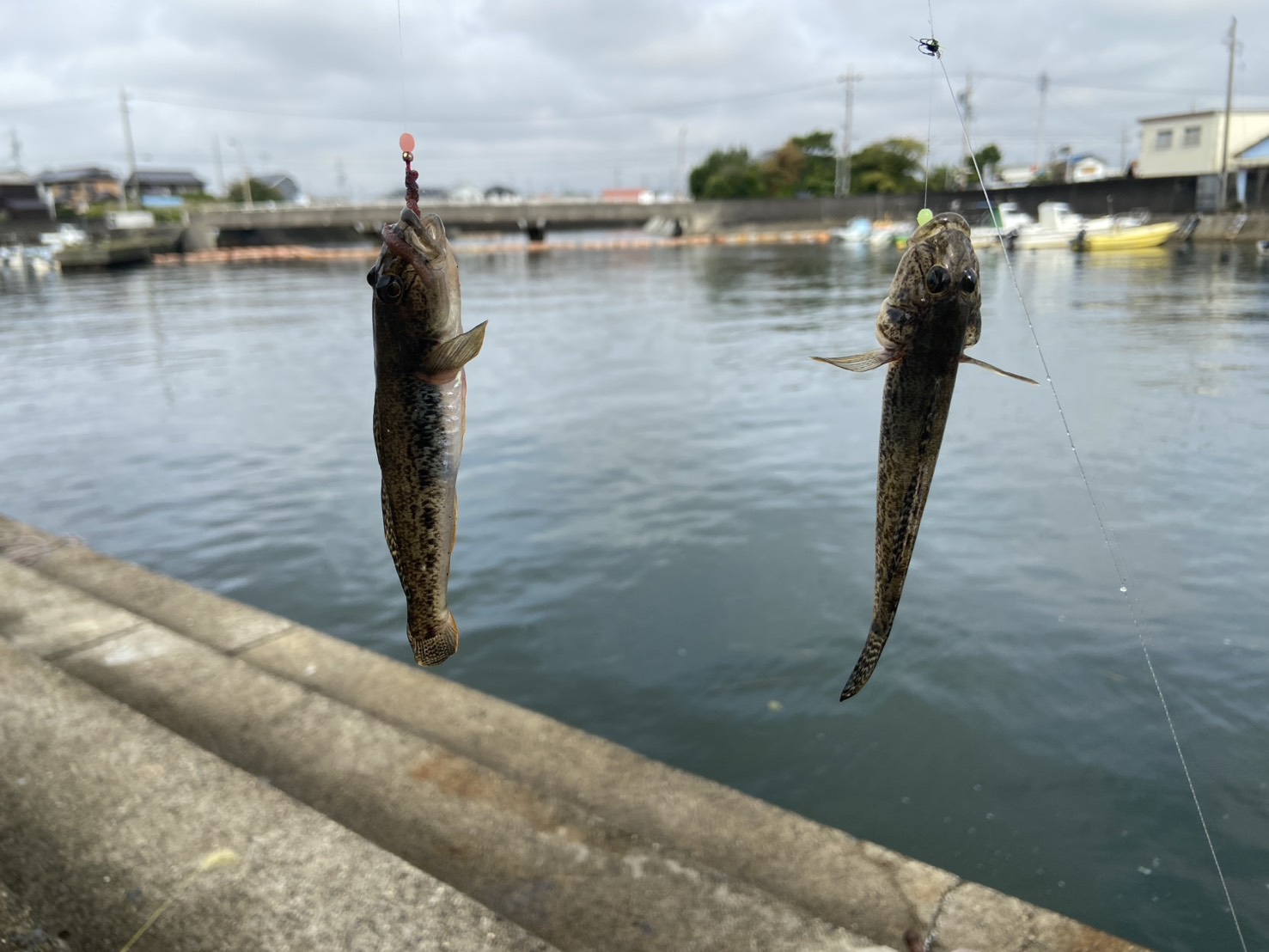 三重県,鈴鹿市,千代崎港,ハゼ釣り