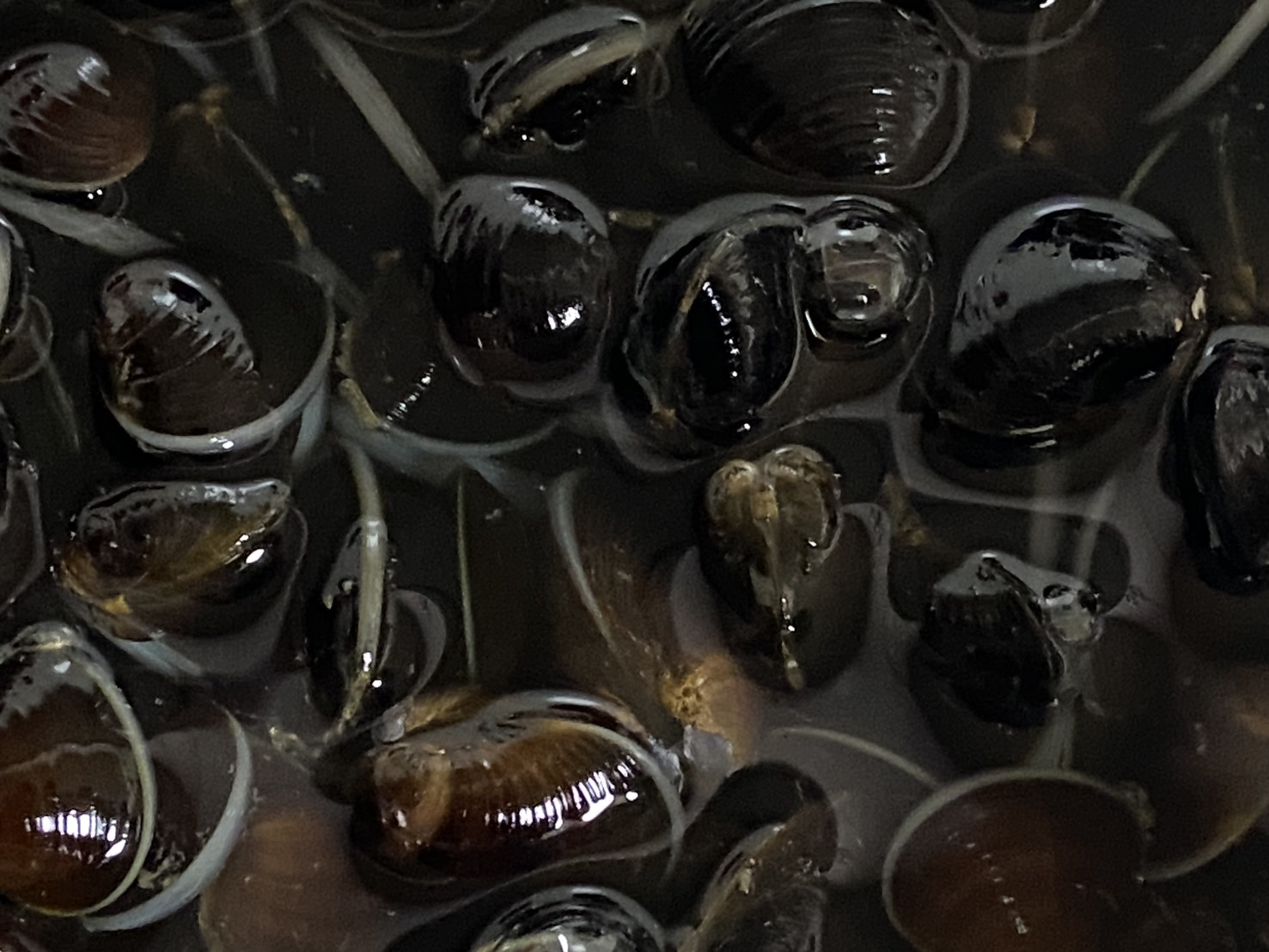 三重県,津市,シジミ,潮干狩り