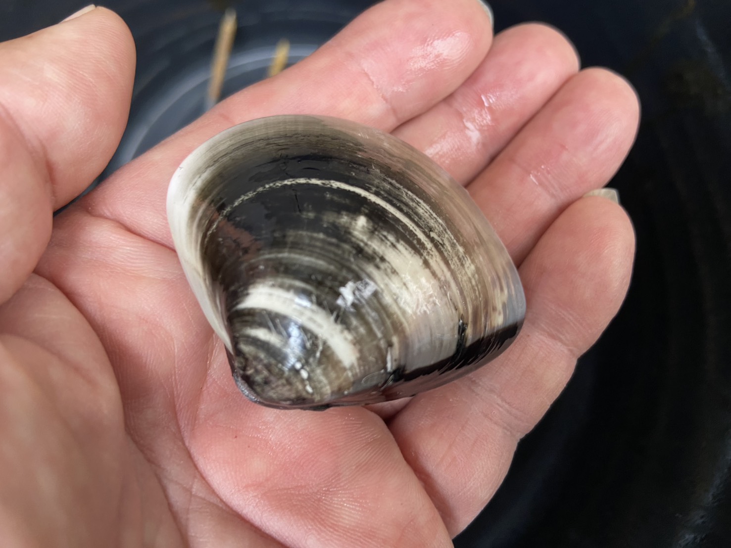 三重県,津市,ハマグリ,潮干狩り