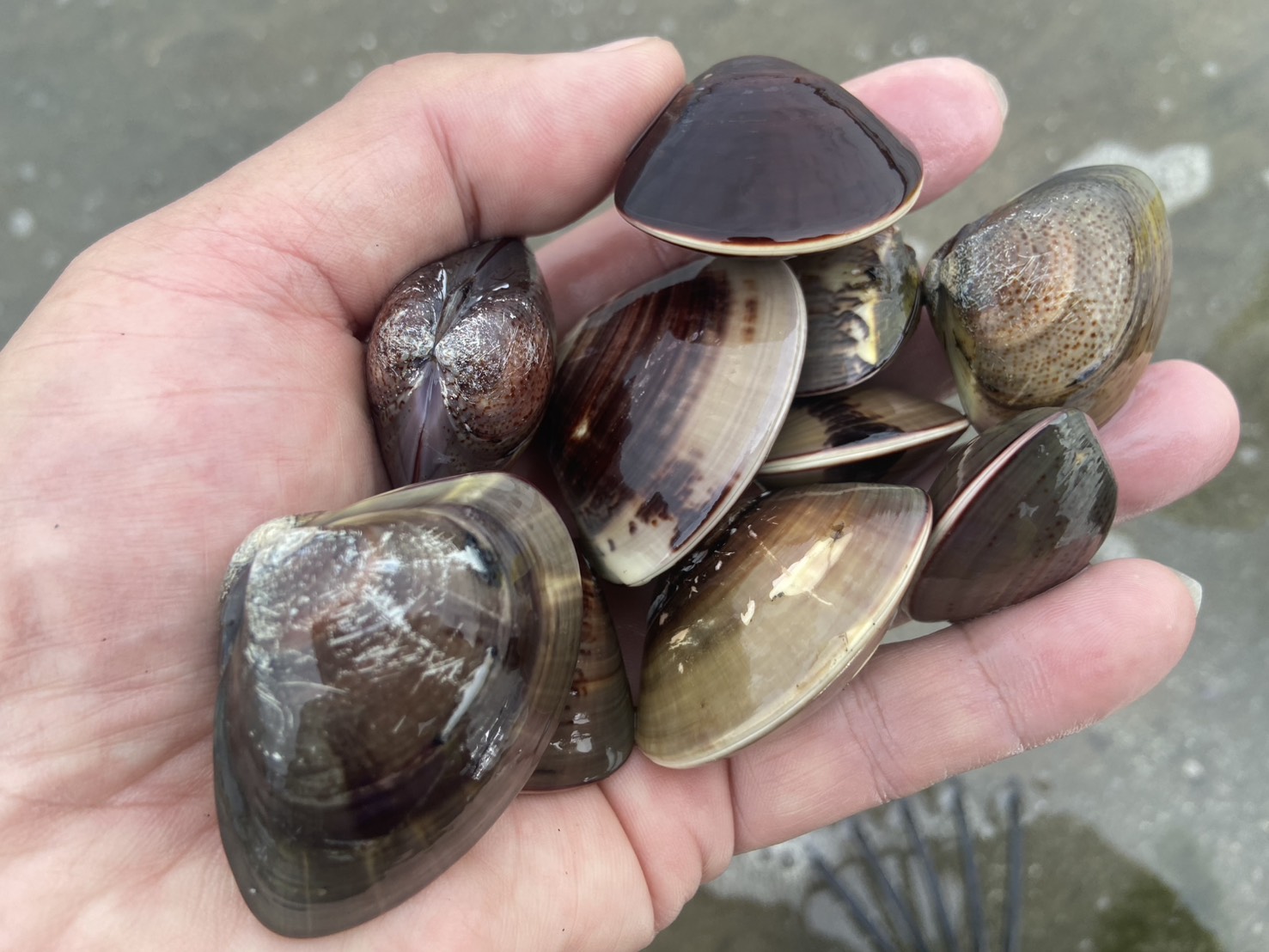 三重県,津市,ハマグリ