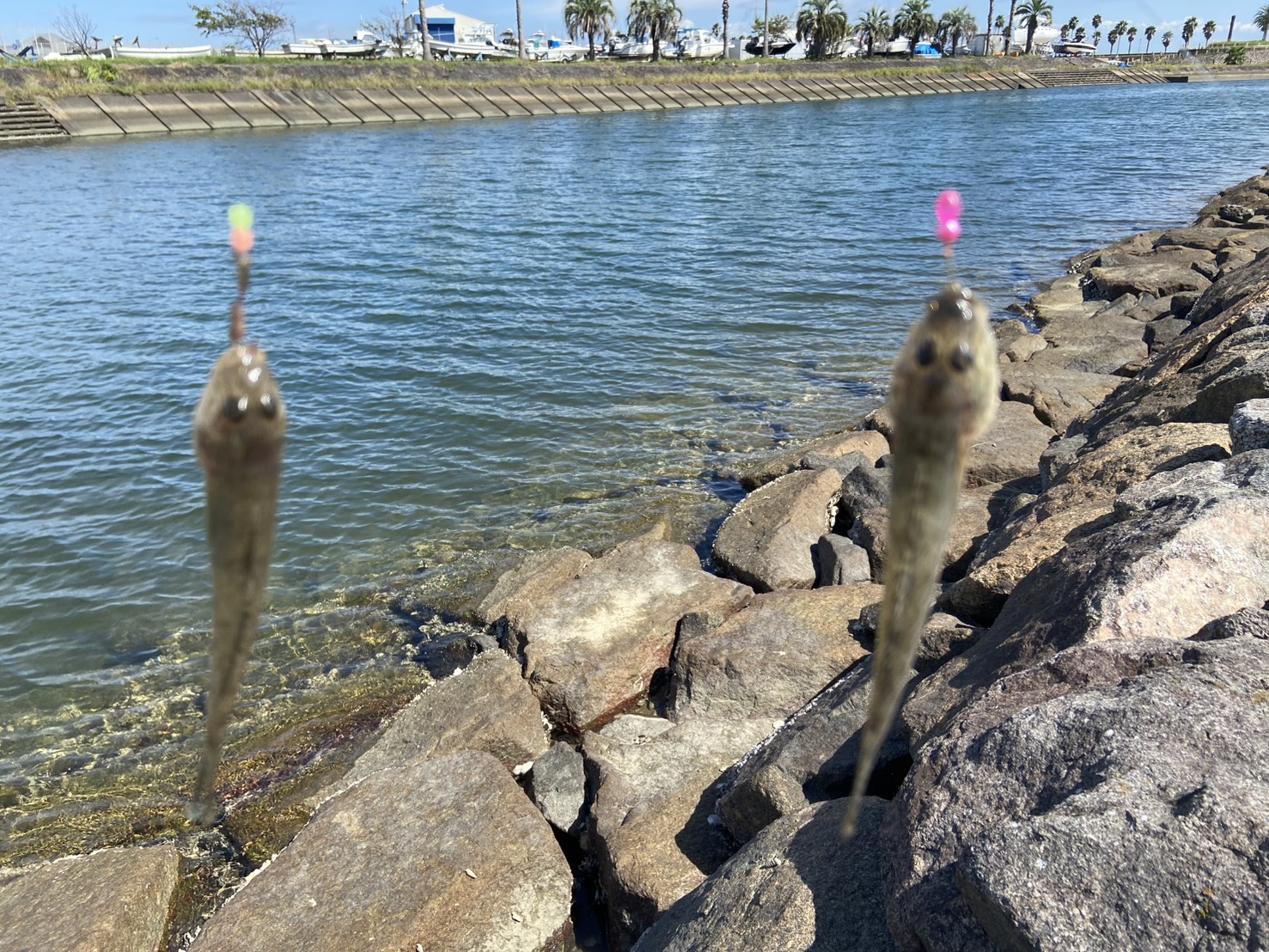 三重県,津市,ハゼ釣り