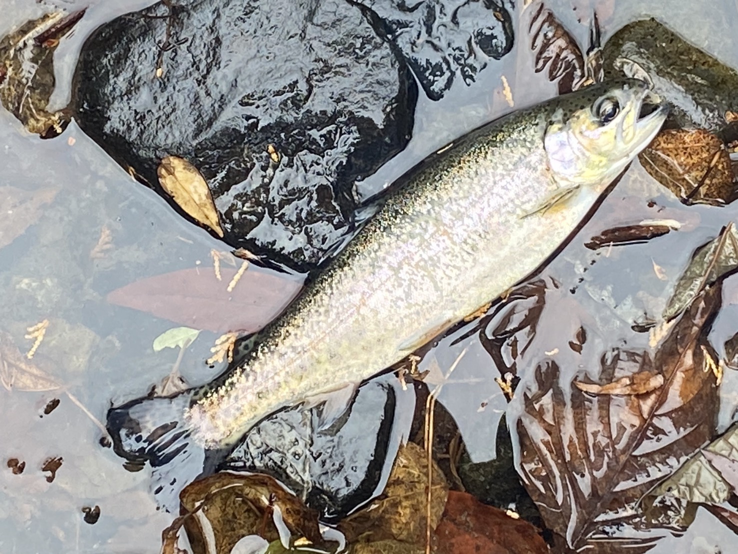 滋賀県,甲賀市,田村川,ニジマス