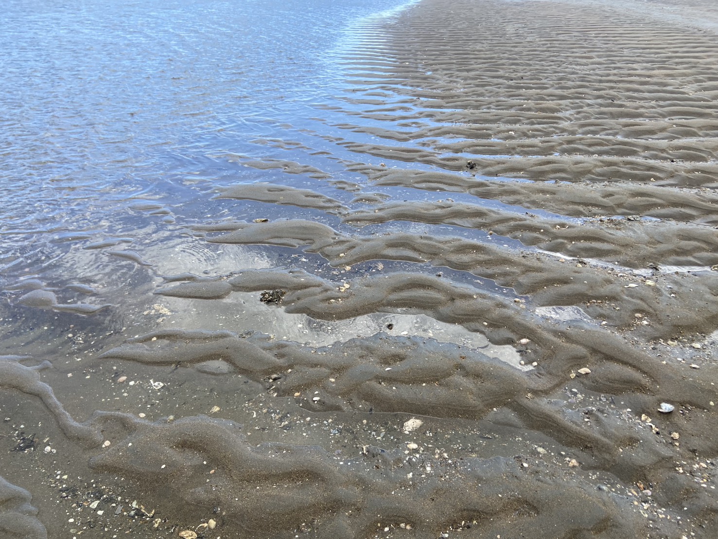 三重県津市と鈴鹿市の市境の河口でアサリに期待して潮干狩り！